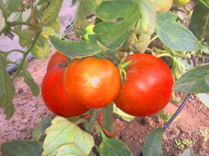 Ochrona biologiczna pomidora