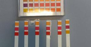 Ryc. 4. Badanie odczynu roztworów miodu przy użyciu papierków wskaźnikowych (Sigma) Kolory papierków wskaźnikowych w różnych stężeniach miodu.