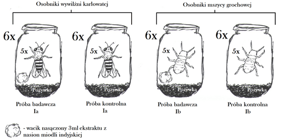 Ryc.1 Schemat przeprowadzonego doświadczenia (powtórzonego 3 razy).