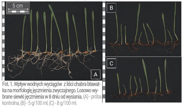 Fot. 1. Wpływ wodnych wyciągów z liści chabra bławatka na morfologię jęczmienia zwyczajnego. Losowo wybrane siewki jęczmienia w 8 dniu od wysiania. 