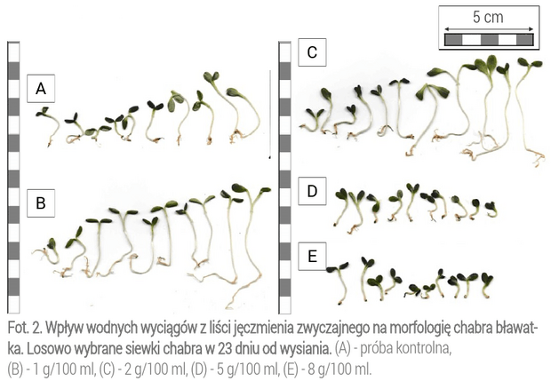 Fot. 2. Wpływ wodnych wyciągów z liści jęczmienia zwyczajnego na morfologię chabra bławatka. Losowo wybrane siewki chabra w 23 dniu od wysiania.