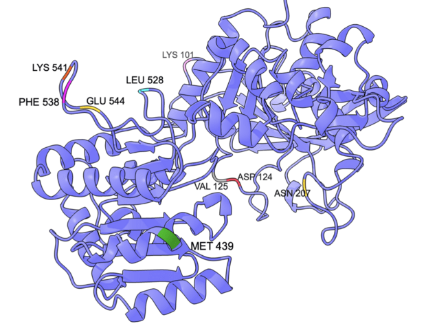 Ryc. 1. Lokalizacje 9 aminokwasów poddanych substytucjom, przedstawione na   modelu wstążkowym otrzymanej z Robetty struktury SSI jęczmienia  zwyczajnego. Do wizualizacji wykorzystano program UCSF ChimeraX. 