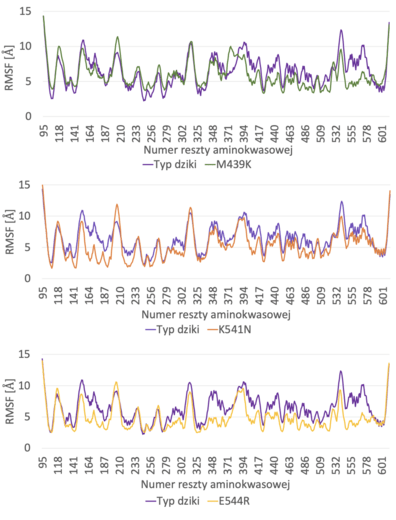 Ryc. 2. Porównanie profili fluktuacji (RMSF) białka typu dzikiego oraz mutantów  poddanych symulacjom, obliczonych na podstawie trajektorii otrzymanej z CABS-flex 2.0.  
