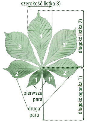 Ryc.1 Sposób pomiaru poszczególnych cech i numeracji listków  