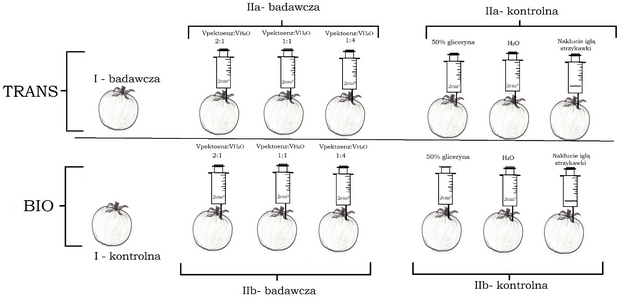 Ryc. 1. Schemat przeprowadzonego doświadczenia. Owoc symbolizuje grupę; Vpektoenz:VH2) - stosunek objętościowy pektoenzymu i wody destylowanej.