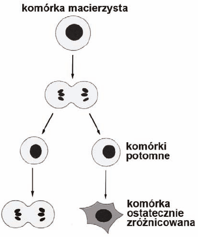 Komórki macierzyste - schemat