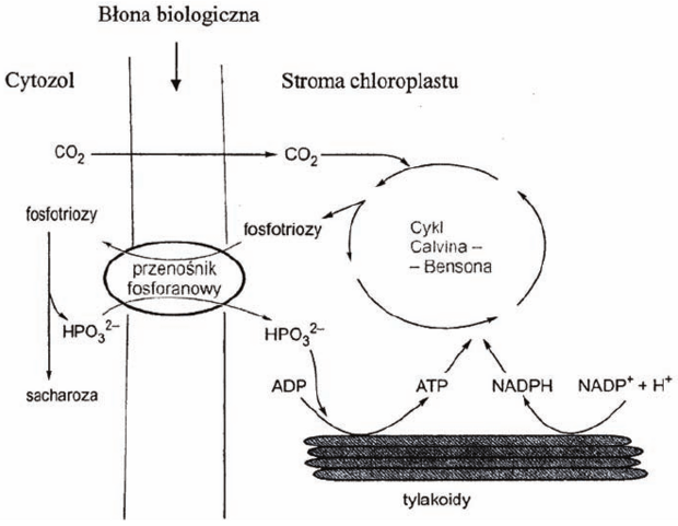 Fotosynteza Biologhelp 1628