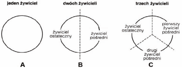 Cykle życiowe pasożytów - schemat