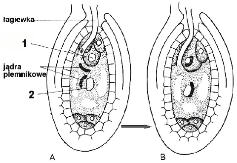 Zapylenie