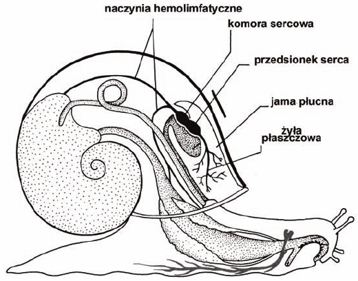 Układ krążenia ślimaka - schemat