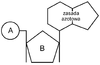 Schemat nukleotydu