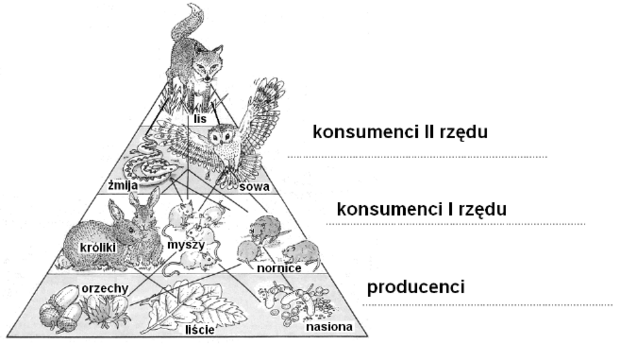 Piramida troficzna