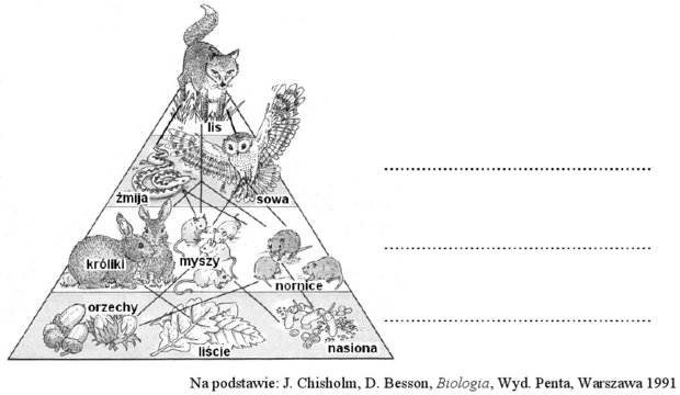 Piramida troficzna