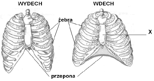Wentylacja płuc