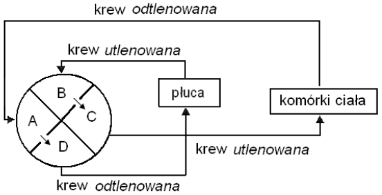 Układ krążenia człowieka - schemat