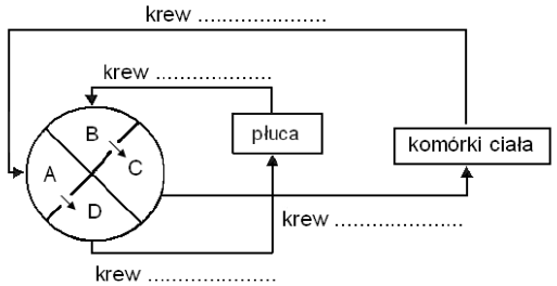 Układ krążenia człowieka - schemat