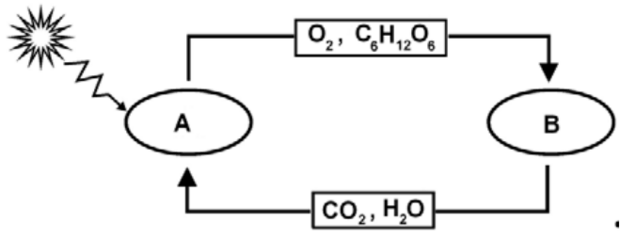 Metabolizm roślin - schemat