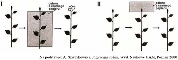 Fotoperiodyzm - doświadczenie