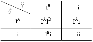 Krzyżówka