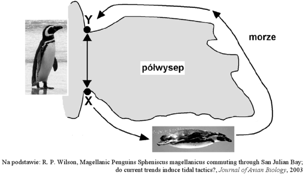 Migracje pingwinów - mapa