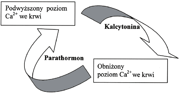 Regulacja kalcemii