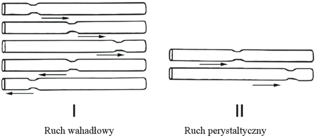 Ruchy jelita - schemat