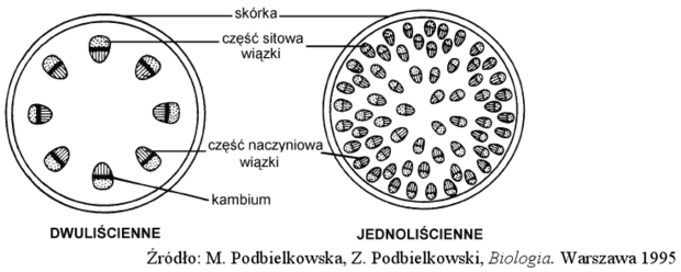 Budowa łodygi