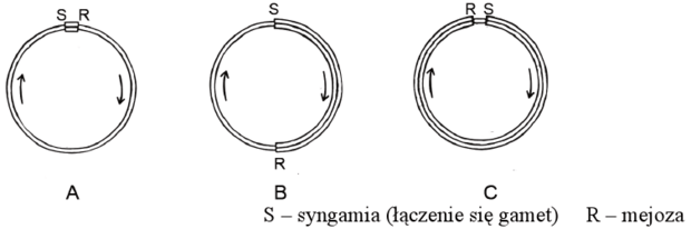 Przemiana pokoleń roślin - schemat