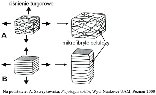 Ułożenie włókien celulozowych