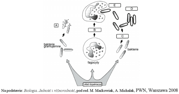 Układ immunologiczny