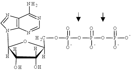 ATP - schemat