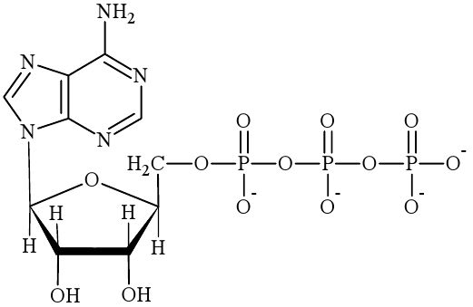 ATP - schemat