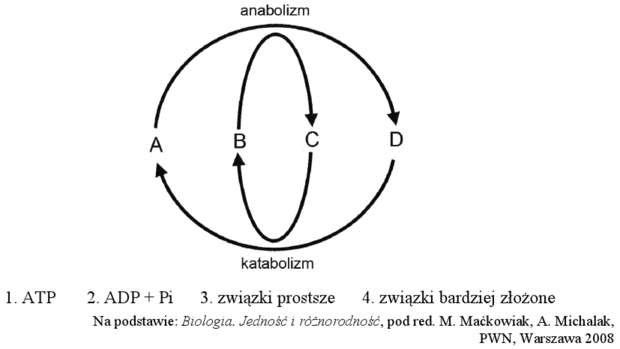 Metabolizm - schemat