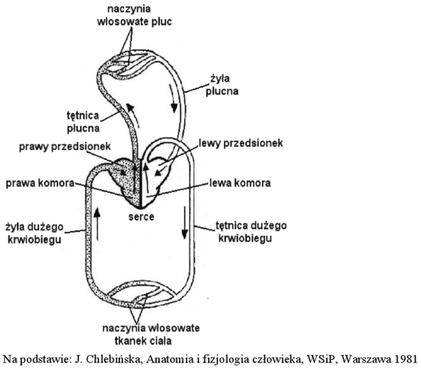 Układ krążenia człowieka - schemat