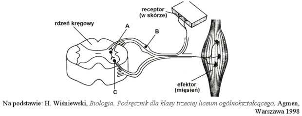 Łuk odruchowy - schemat