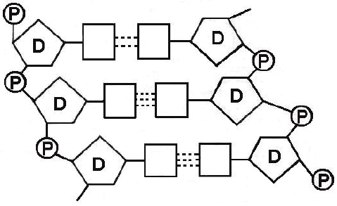 Budowa DNA