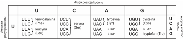 Fragment tabeli kodu genetycznego