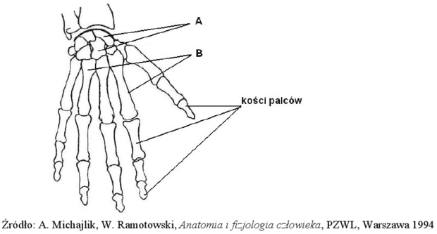 Szkielet ręki