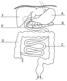 Układ pokarmowy - schemat