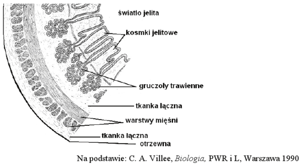 Jelito cienkie - budowa