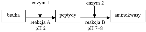 Enzymy przewodu pokarmowego