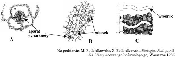 Wytwory tkanki okrywającej