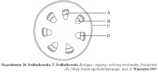 Przekrój