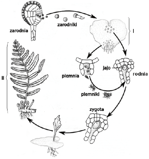 Cykl życiowy - schemat