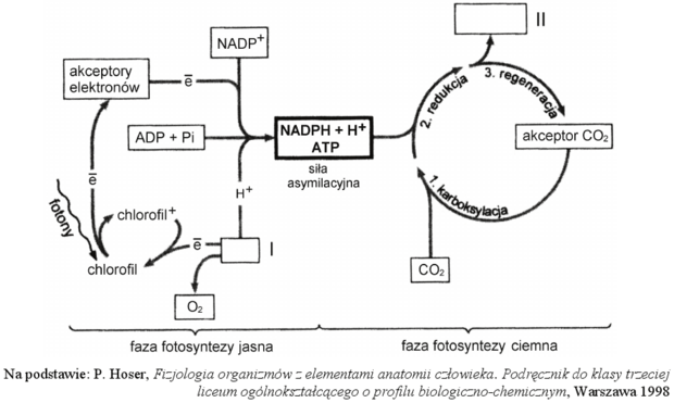 Fotosynteza - schemat