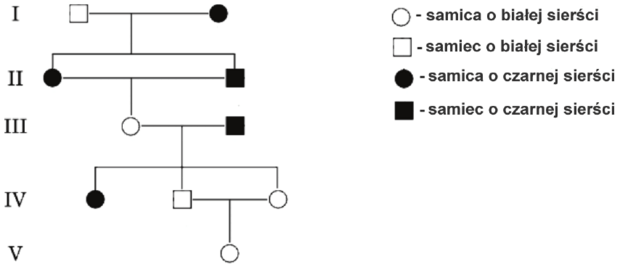 Drzewo genealogiczne