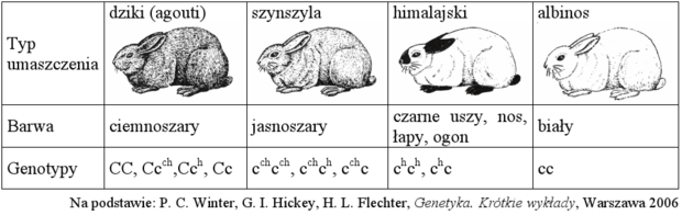 Dziedziczenie umaszczenia królików