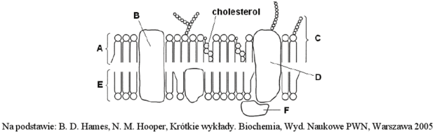 Budowa błony komórkowej