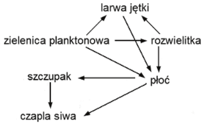 Sieć pokarmowa