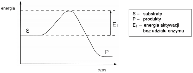 Zmiany energii w reakcji enzymatycznej